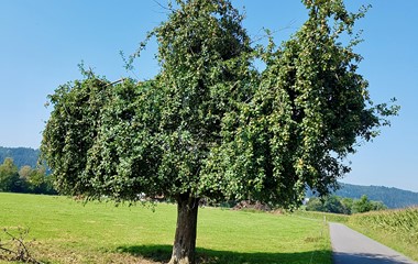 Apfelbaum in voller Pracht  | Emilie Koller, Grosswangen 