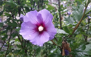 Glitzernde Tautropfen auf der schönsten Blüte vom ganzen Rottal. ; ) | Sarina Muff, Ruswil