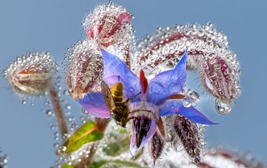 Vom Tau eingenebelte Borretsch-Blüte | Richi Brandenberger, Ruswil