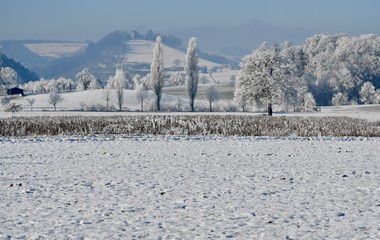 Winterliche Neujahrsstimmung mit Blick Richtung Burgruine Kastelen, Alberswil  | Foto Toni Koller, Grosswangen 