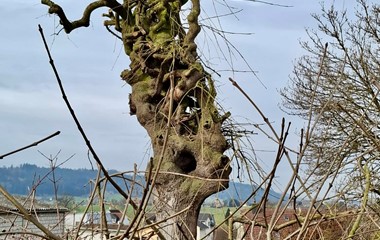 Die Natur hat ein spannendes Kunstwerk kreiert. | Emilie Koller, Grosswangen